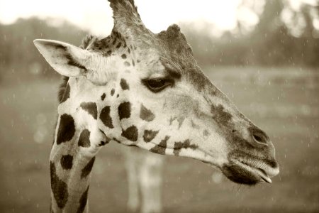 Black an white, Rain, Animal