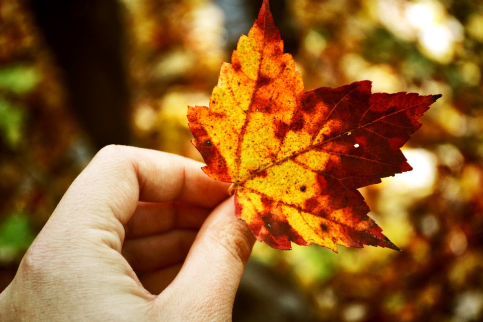Canada, Haliburton, Changing