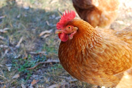 Beak bird chicken