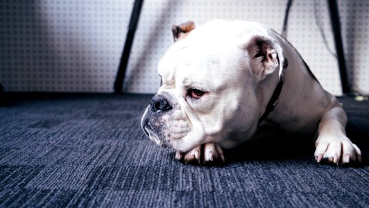 photo of adult white English bulldog lying on black area rug photo