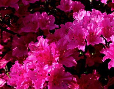 Pink nature blossom photo
