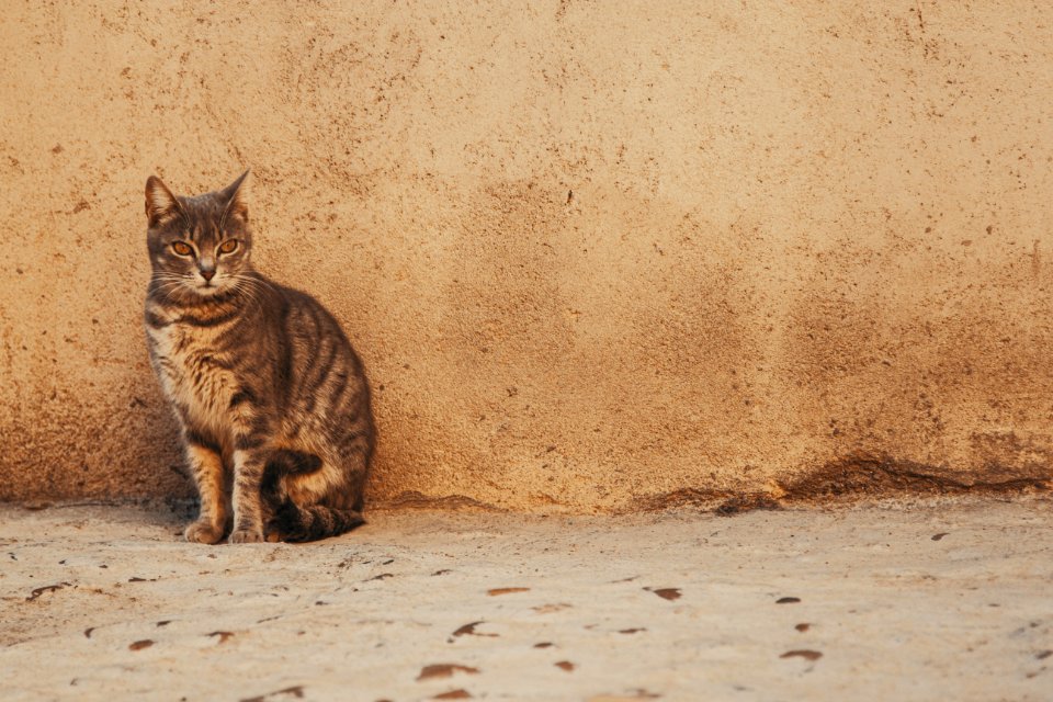 Toledo, Spain, Cat