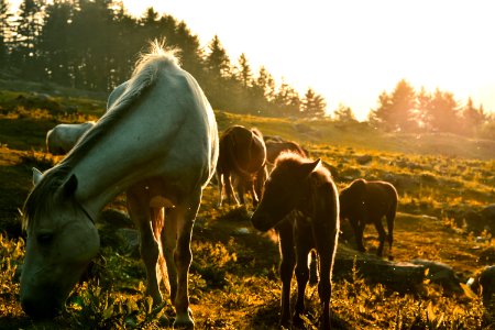 horses eating grass photo