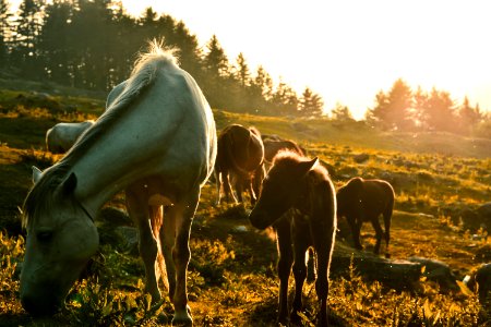 horses eating grass
