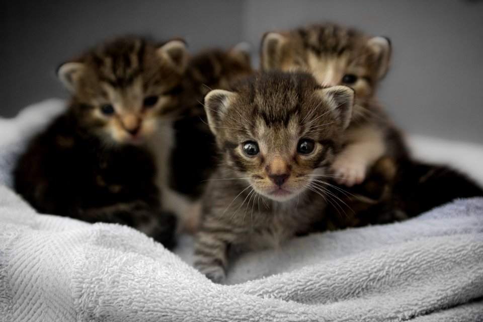 four brown tabby kittens
