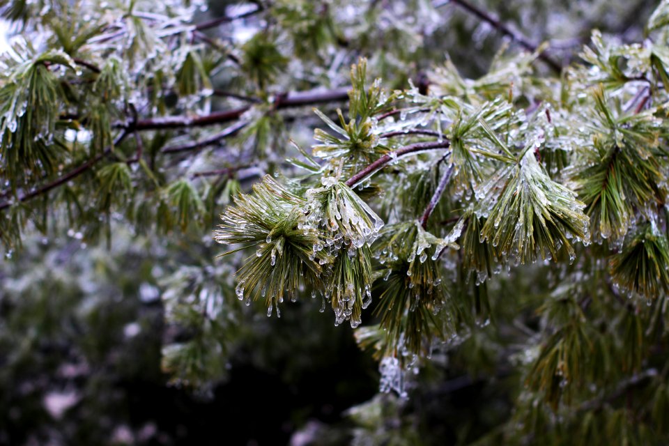 St. louis, United states, Cold