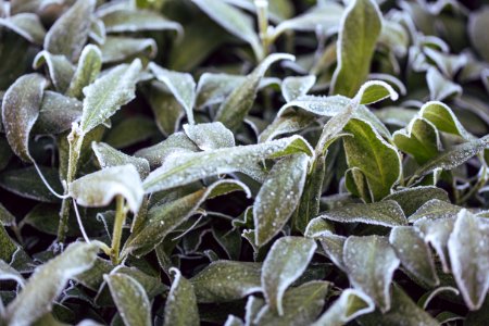 Germany, Frost, Cold