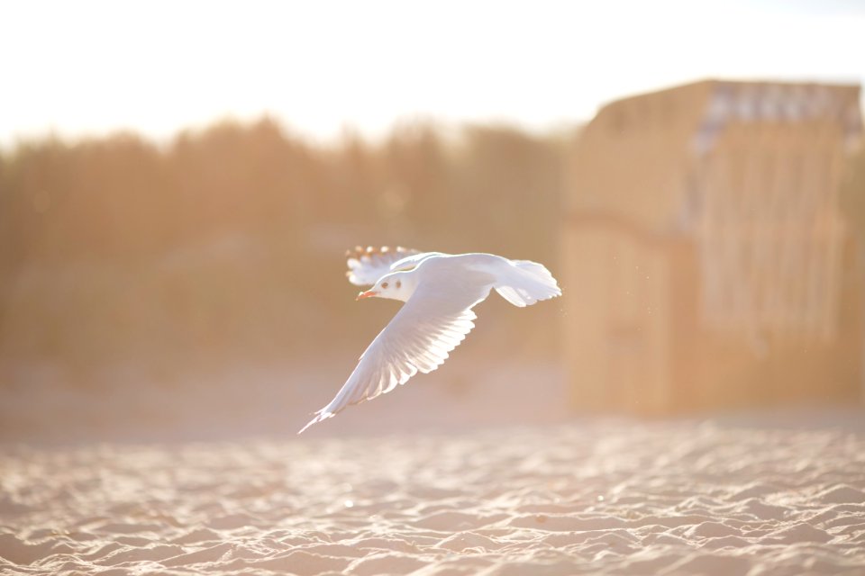 white bird flying above body of water