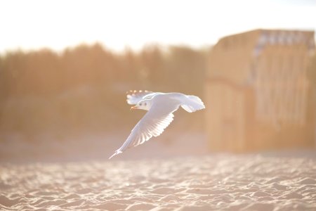 white bird flying above body of water