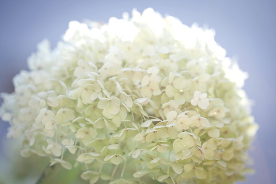 Germany, Blume, Hortensie