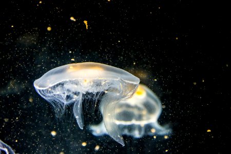 focused photography of white jellyfish photo