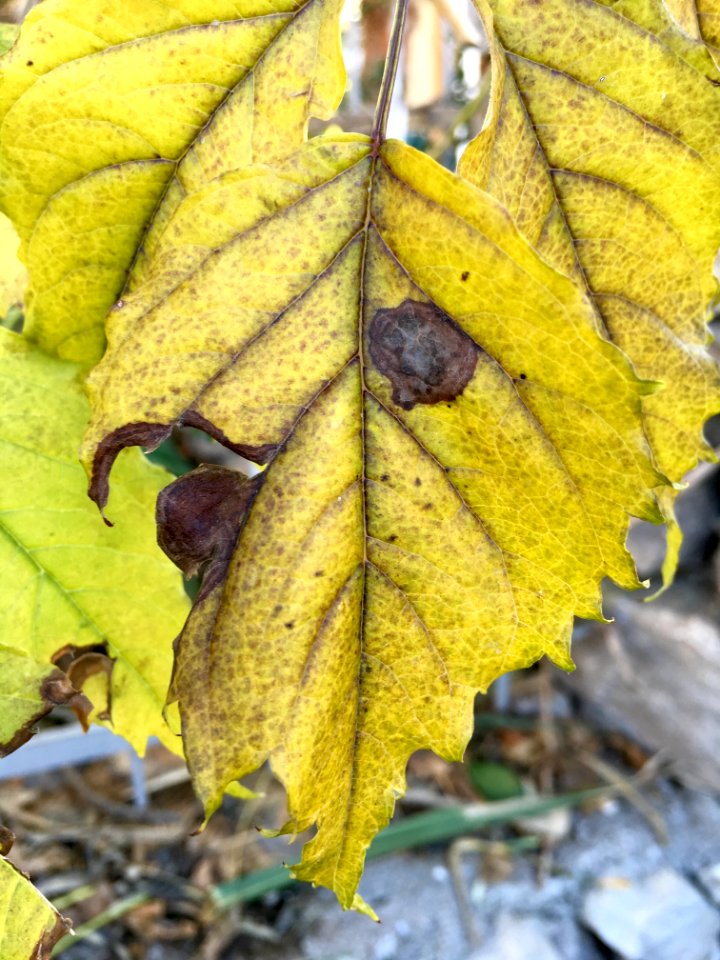 Fethiye, Turkey, Yellowed leaf