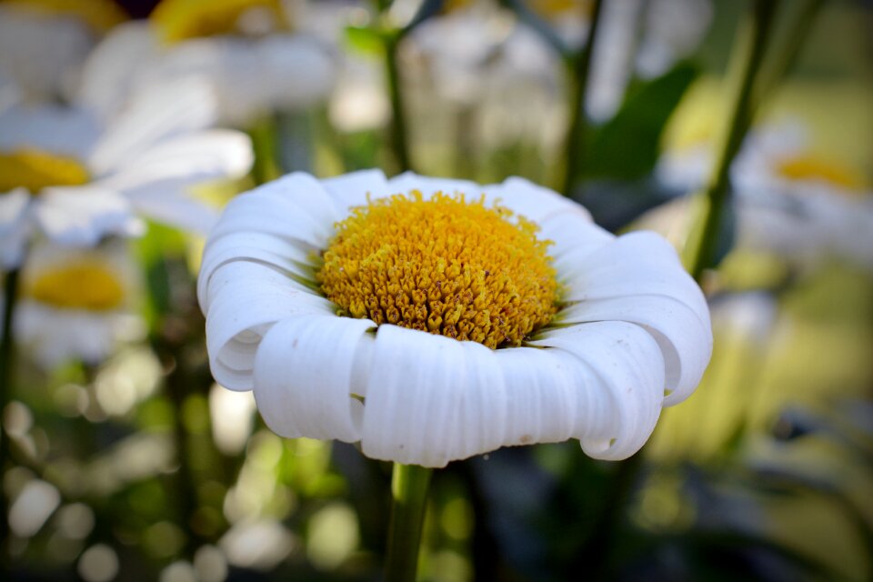 Withered flower close up