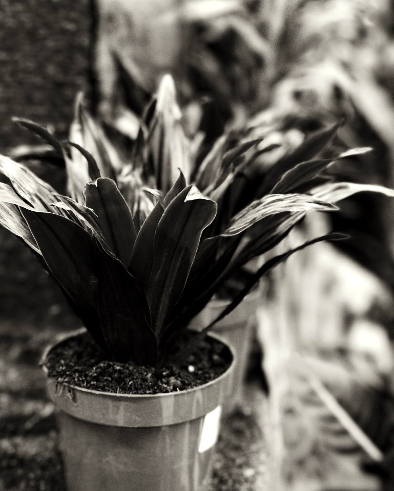Leaf, Vscogrid, Vscoartist