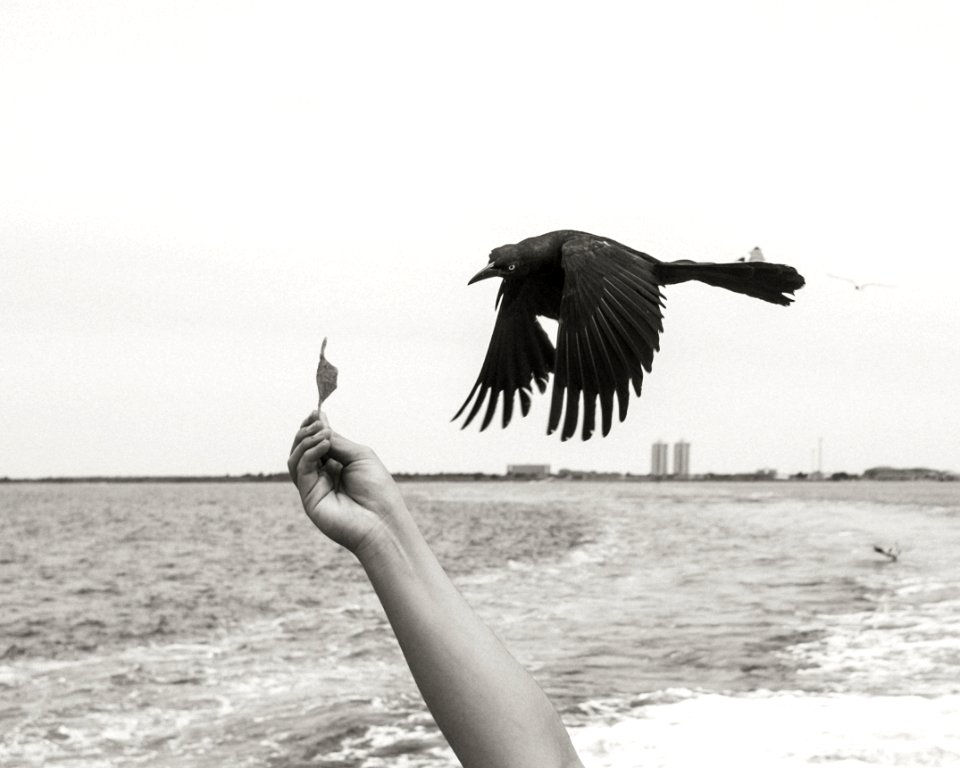 Galveston, United states, Dorito