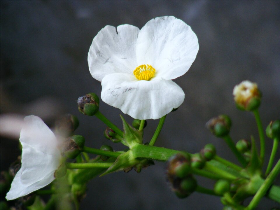 Flower white water plant