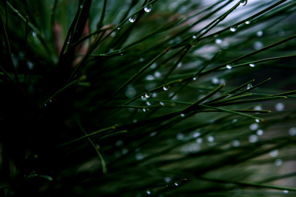 closeup photography of green leaf plant with dew drop