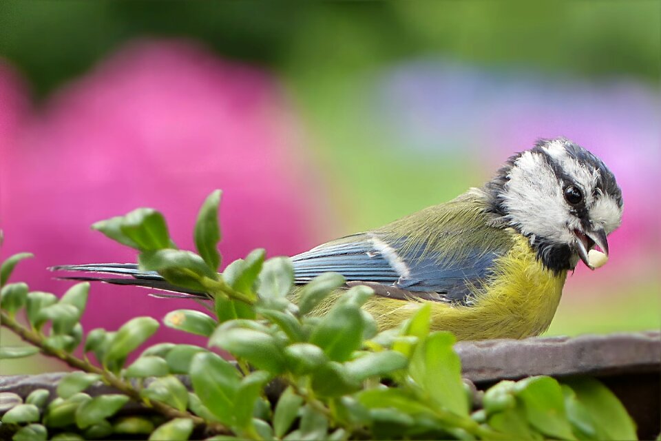 Bird young foraging