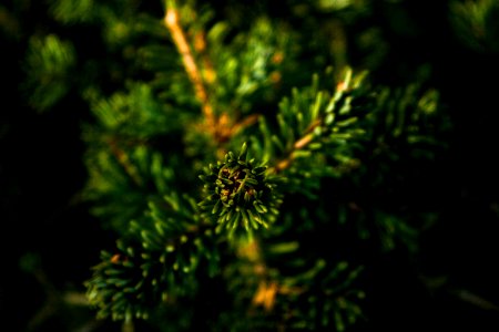 shallow focus photography of green plants photo