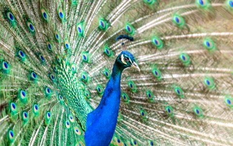 depth photography of blue and green peacock photo