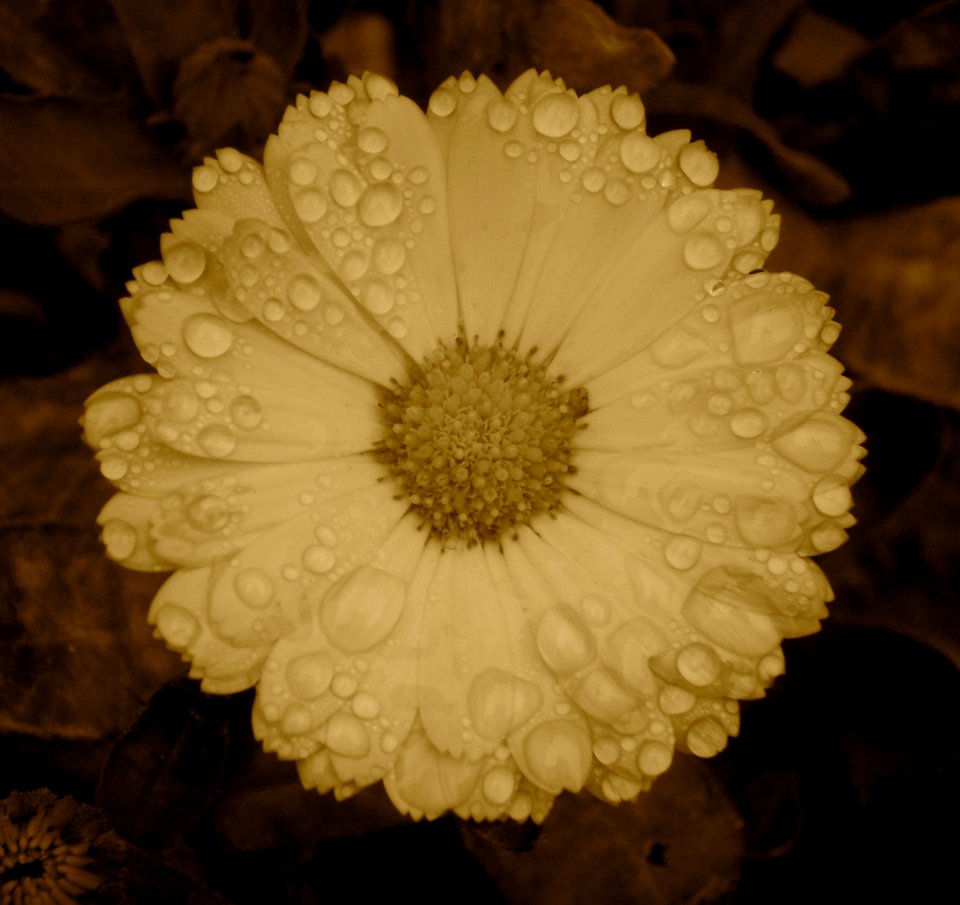 Sepia, Drop, Flower photo