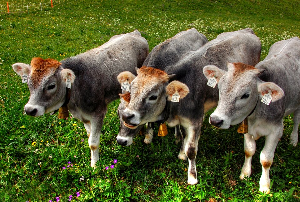 Pasture agriculture beef