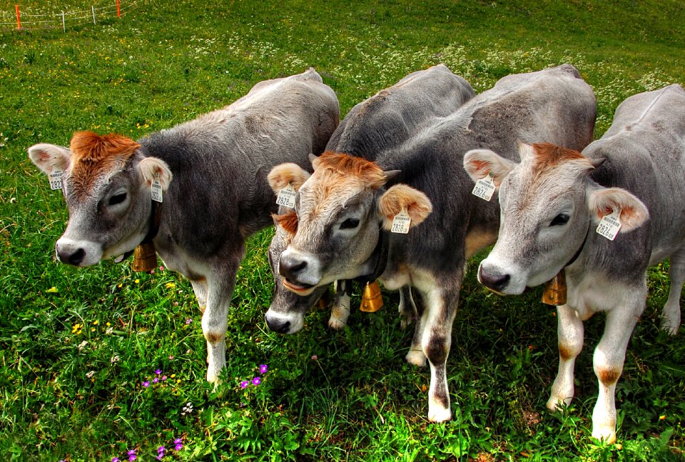 Pasture agriculture beef photo