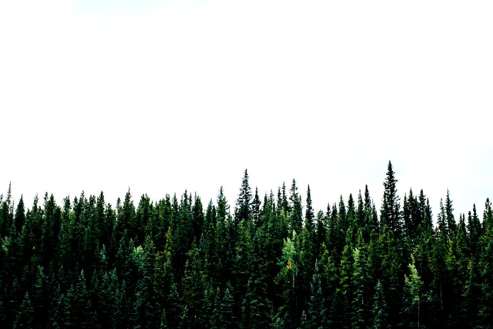 green plants with white background