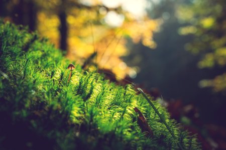 selective focus photography of green leafed plant