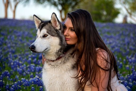 woman beside white and black Siberian husky with purple flowers photo