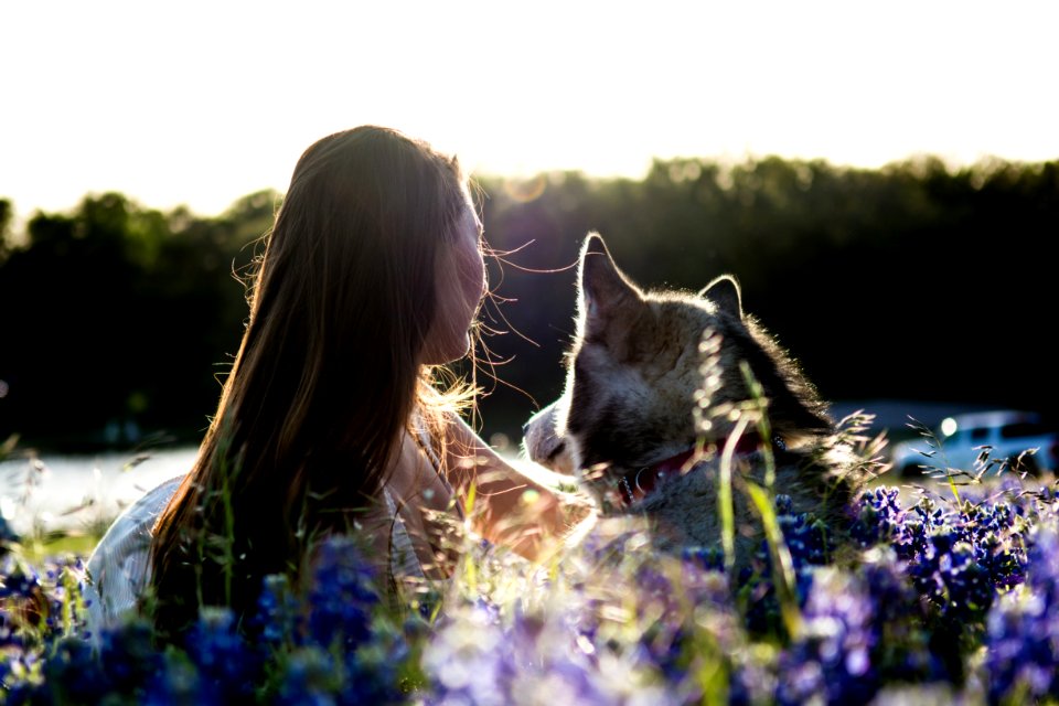 Sunset, Texas, Bluebonnet