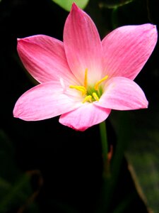 Flower bunga pink photo