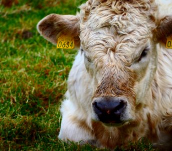 Cliffs of moher, Irel, Animal