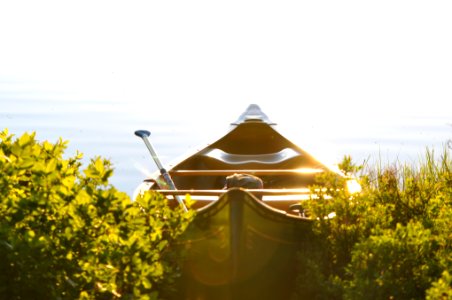 brown boat near green leafed plants photo