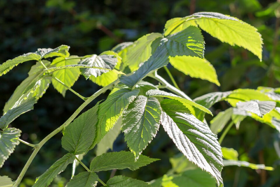 Bush plant in the sun