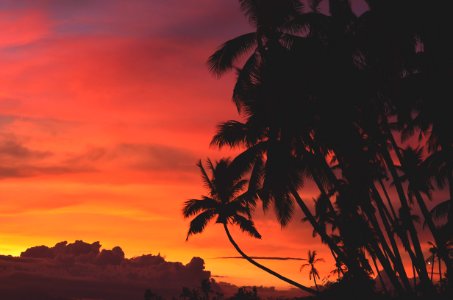 coconut trees under orange and red sky photo