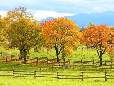 Mood leaves color