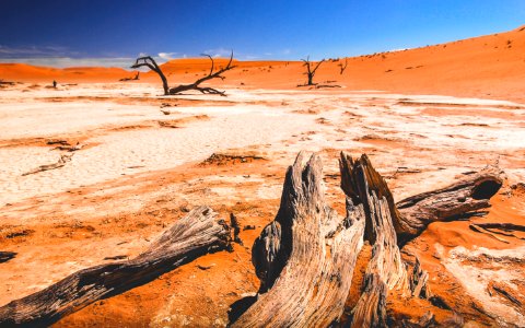 drift wood on desert place at daytime photo