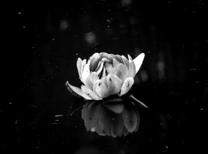 grayscale photography of peony photo