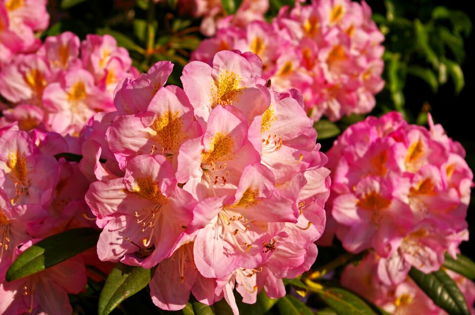 Bloom plant close up