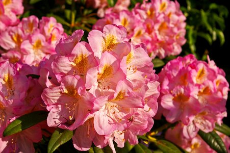 Bloom plant close up
