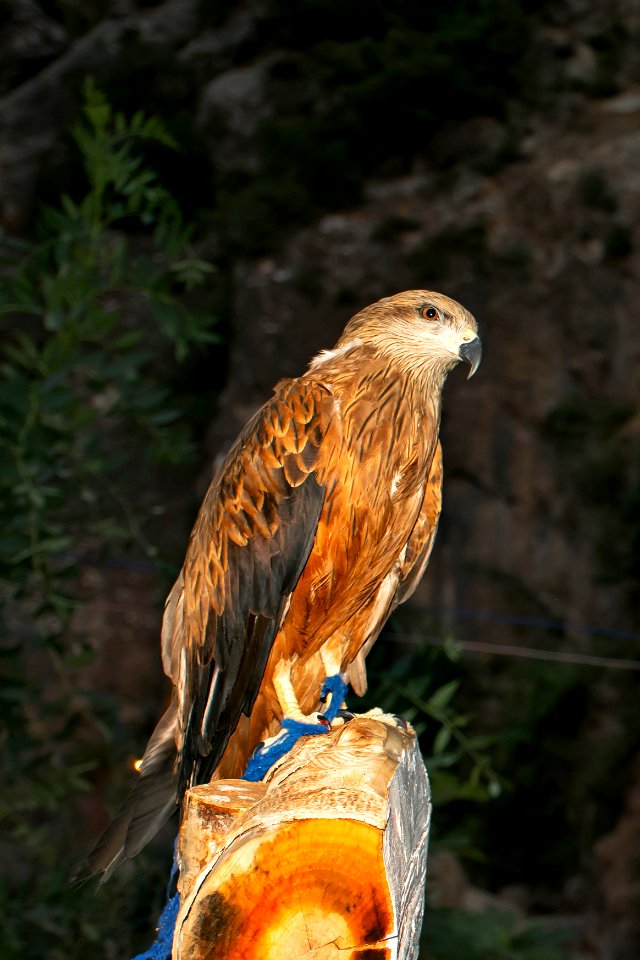 Nikon, Nice, Hawk