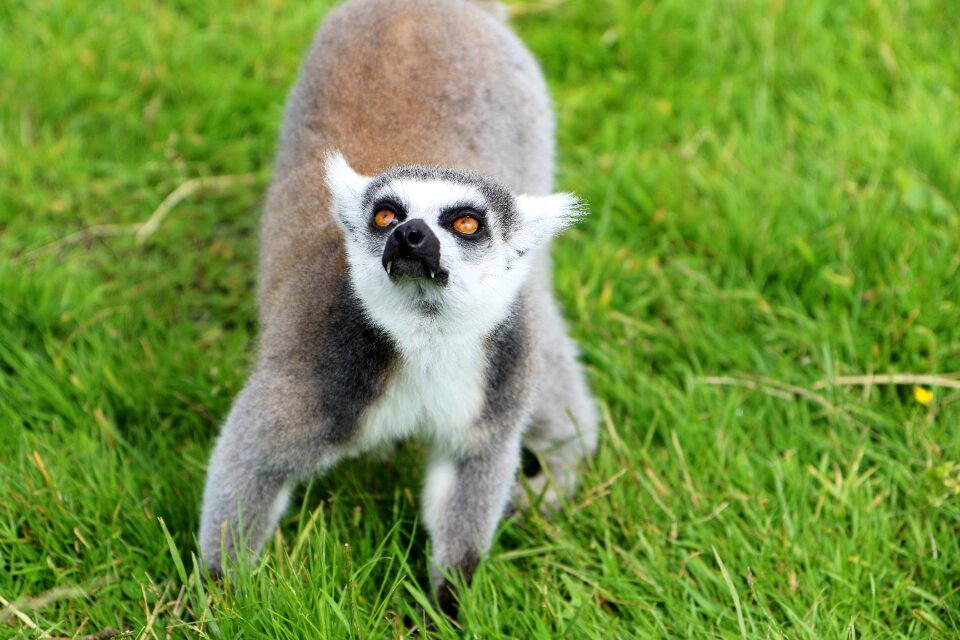 Nature animal monkey