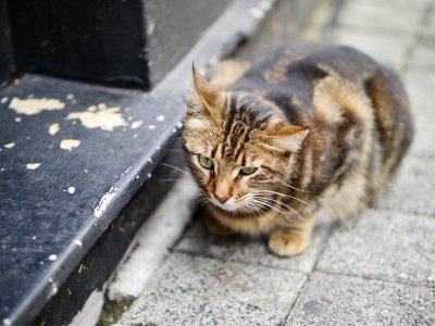 Istanbul, Turkey, Street