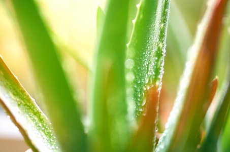 Mnster, Germany, Aloe