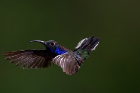 blue hummingbird flying photo