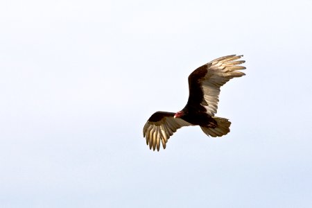 black and brown eagle on flight photo