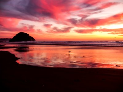 silhouette photo of bird stands on shore at golden hour photo