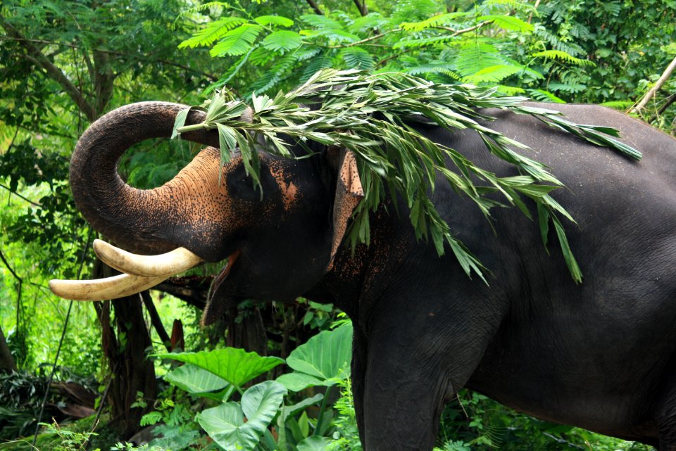 Kerala, India, Green