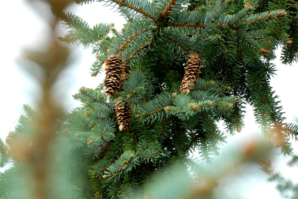 depth photography of pine tree with pine cones
